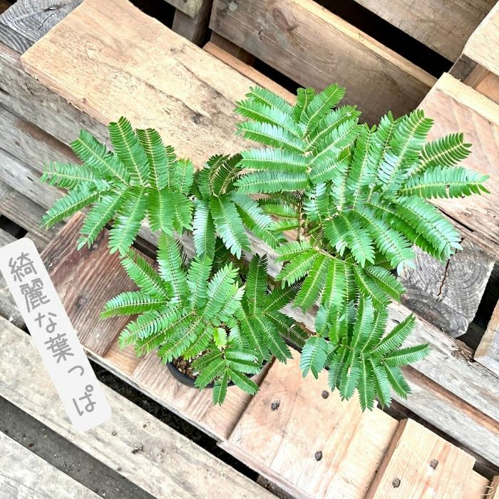 観葉植物現品販売