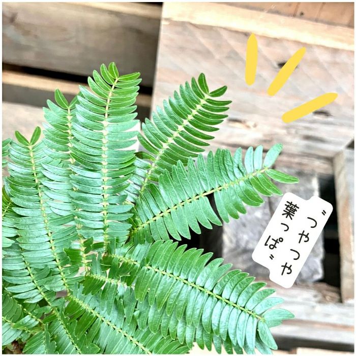 観葉植物現品販売