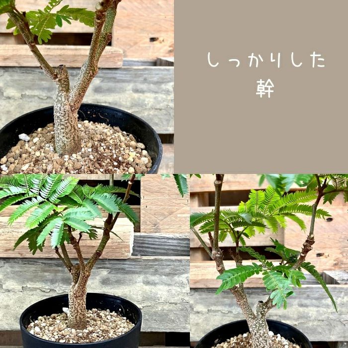 観葉植物現品販売