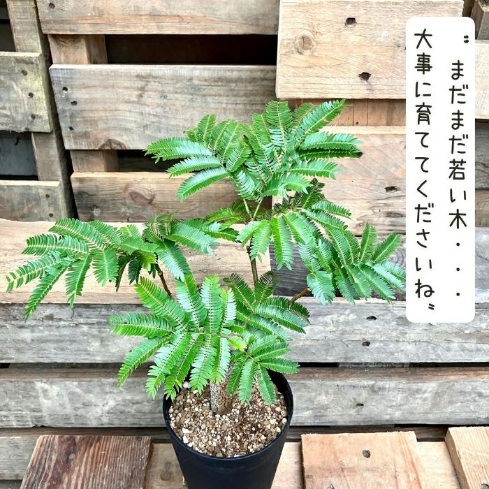 観葉植物現品販売
