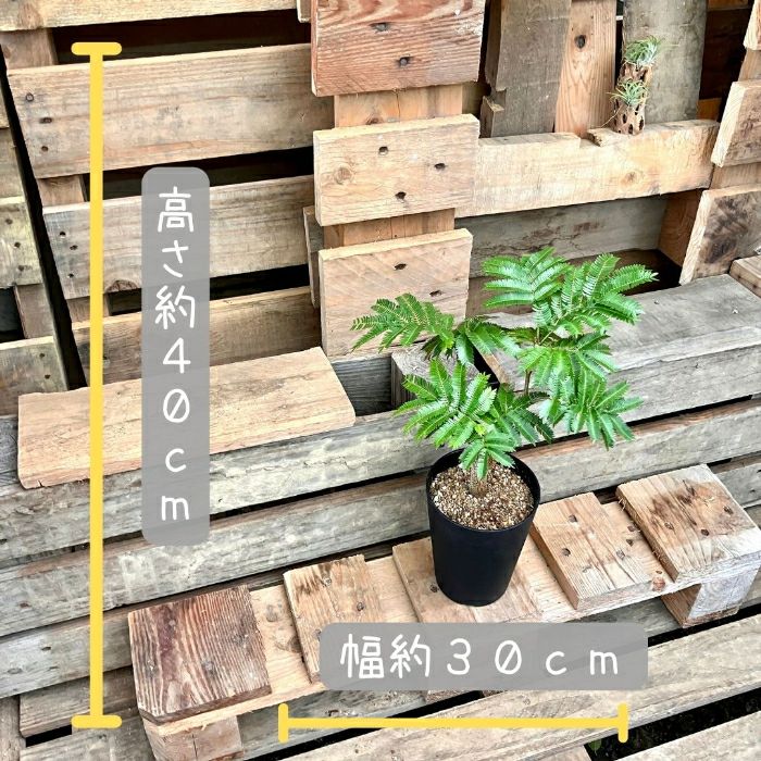 観葉植物現品販売