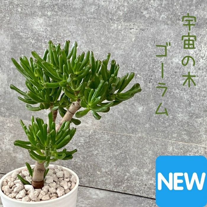観葉植物現品販売