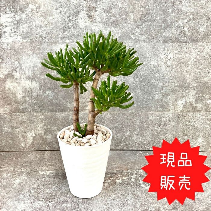 観葉植物現品販売