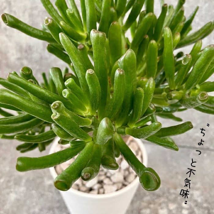 観葉植物現品販売