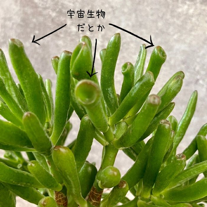 観葉植物現品販売