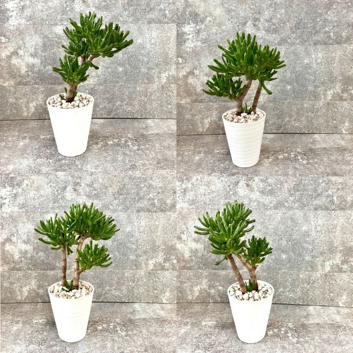 観葉植物現品販売