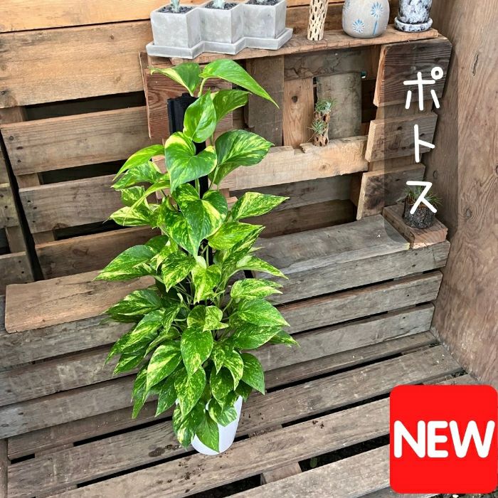 観葉植物現品販売