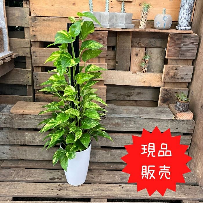 観葉植物現品販売