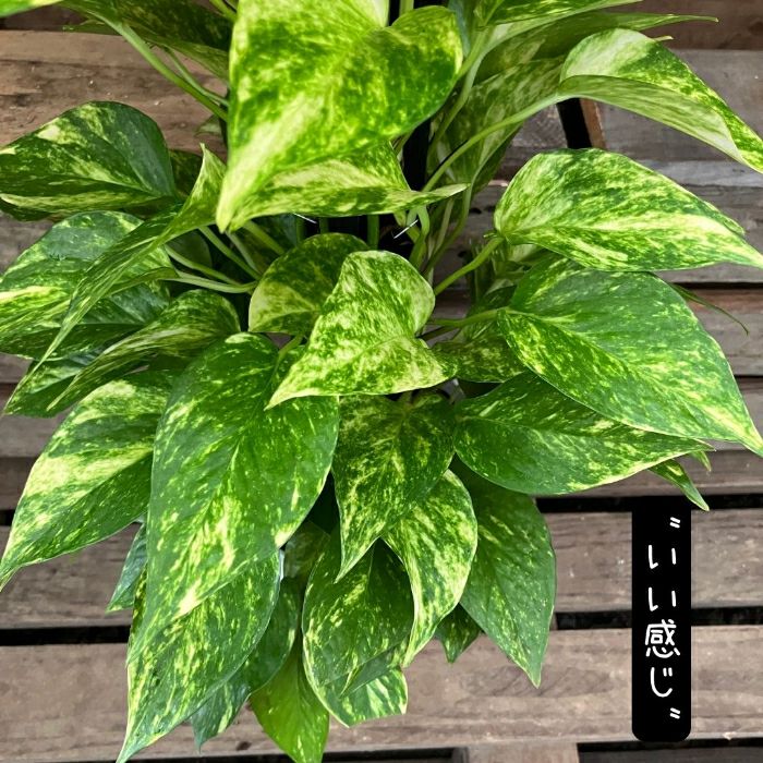 観葉植物現品販売