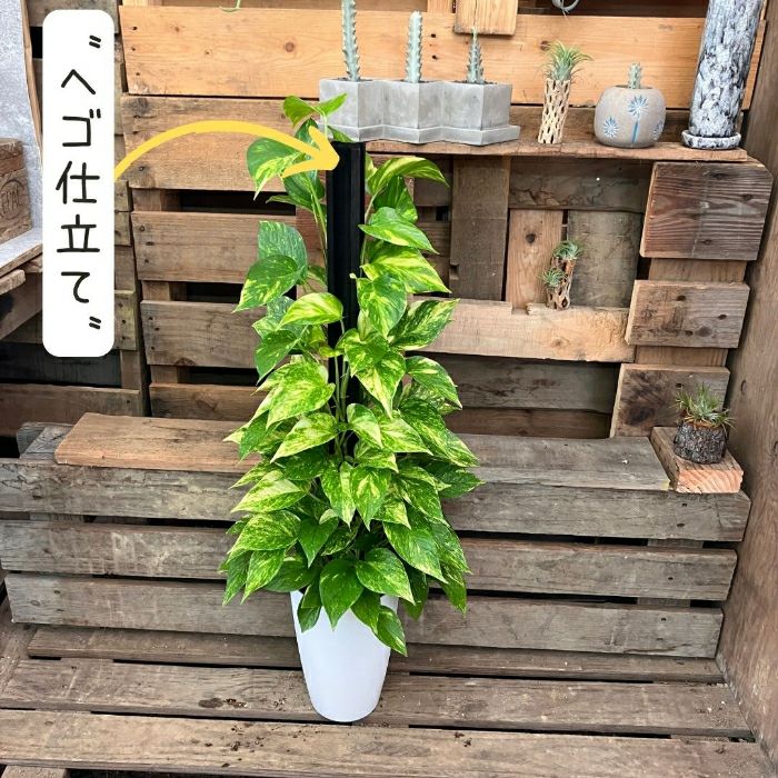 観葉植物現品販売