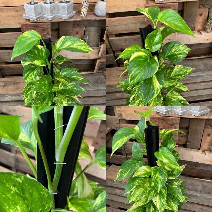 観葉植物現品販売