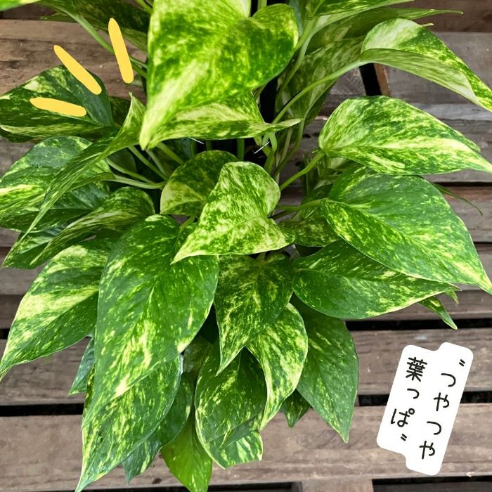 観葉植物現品販売