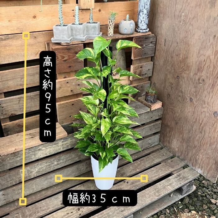 観葉植物現品販売