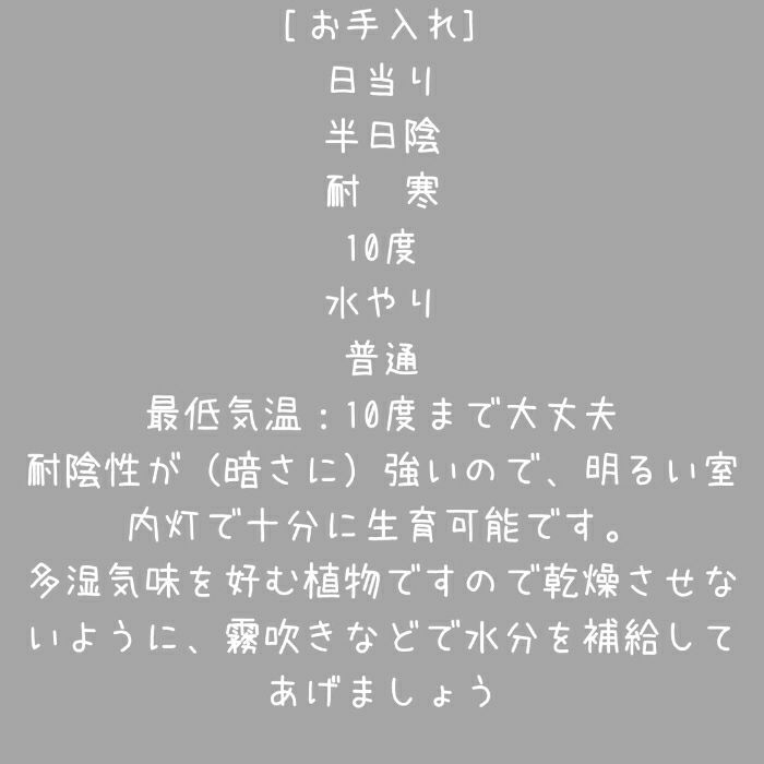 観葉植物現品販売