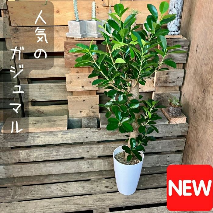 観葉植物現品販売