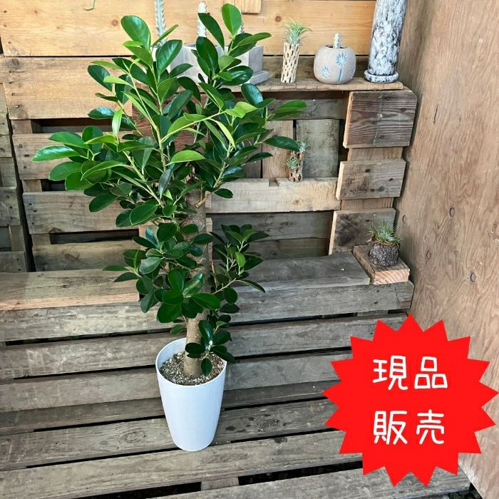 観葉植物現品販売