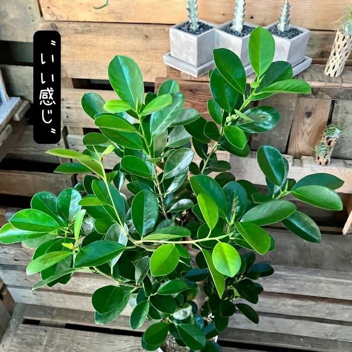 観葉植物現品販売