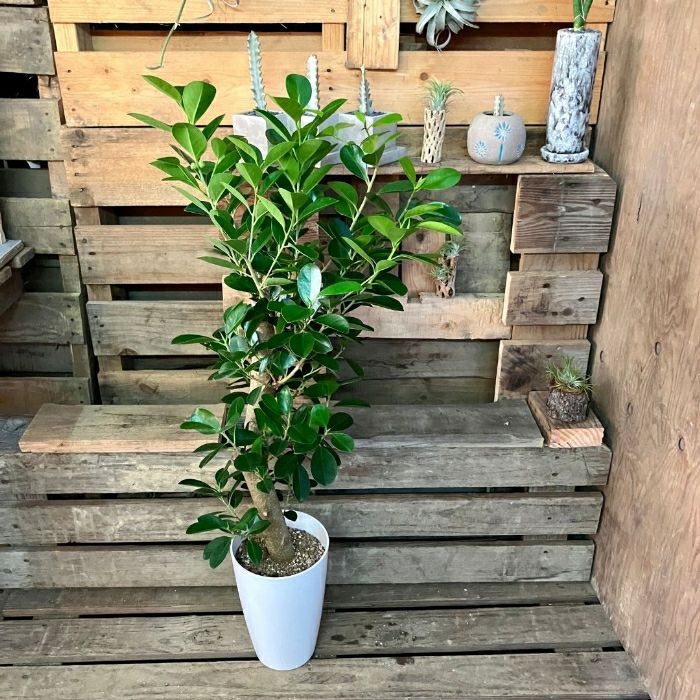 観葉植物現品販売