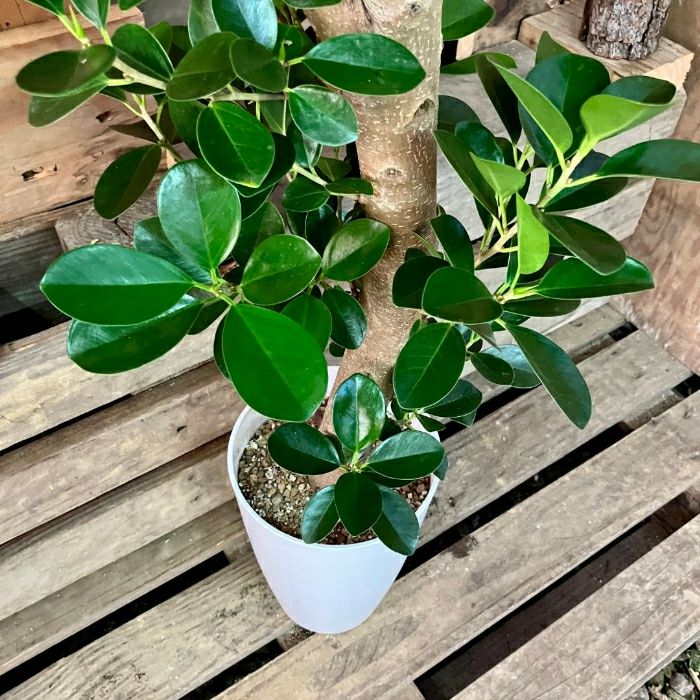 観葉植物現品販売