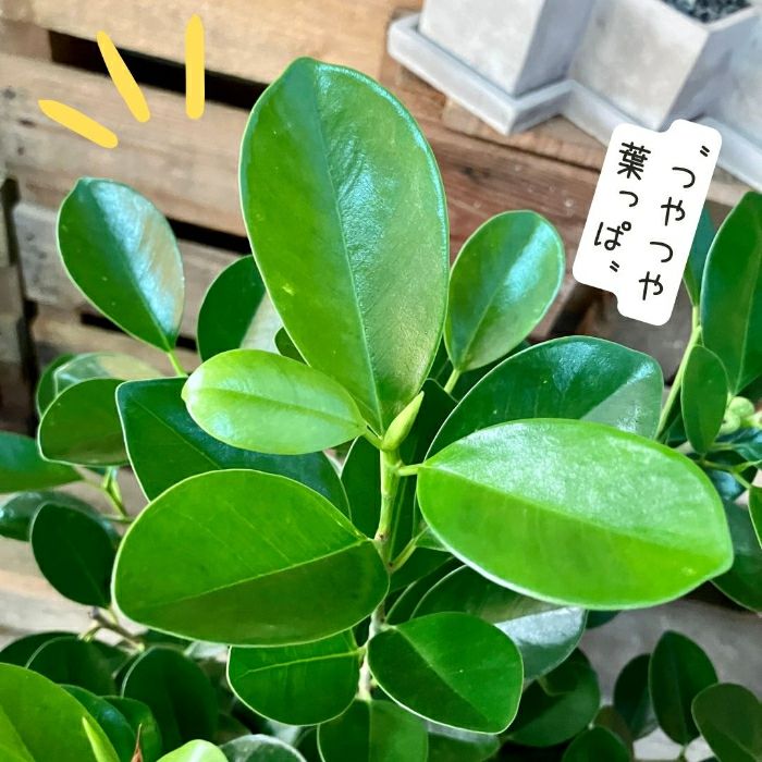 観葉植物現品販売