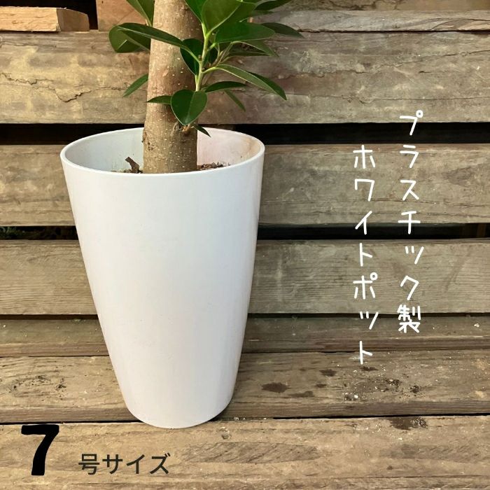観葉植物現品販売