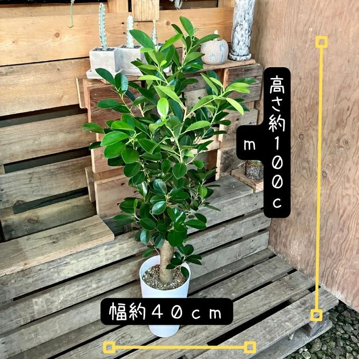 観葉植物現品販売