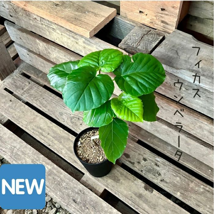 観葉植物現品販売