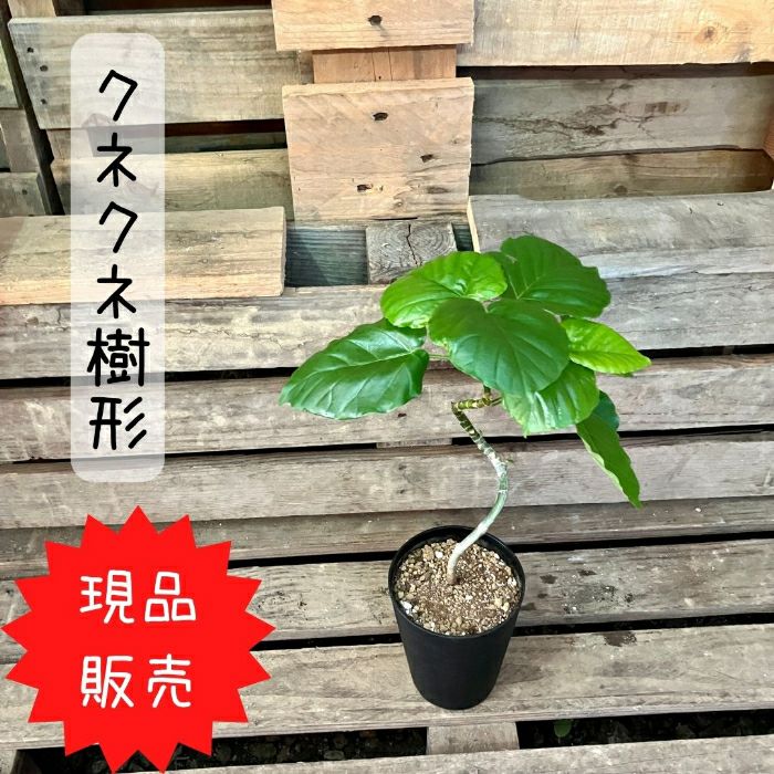 観葉植物現品販売
