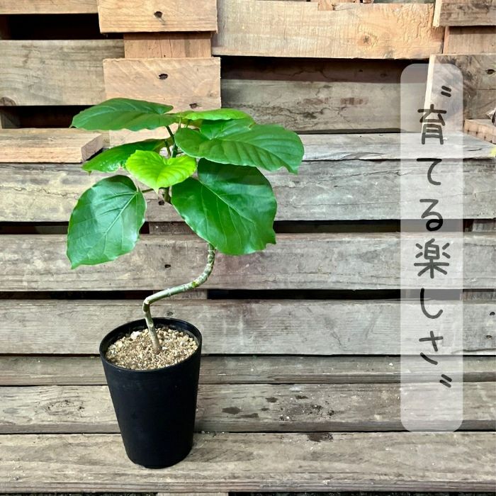 観葉植物現品販売