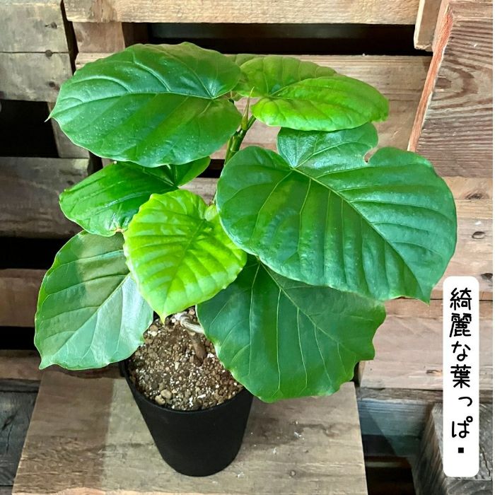観葉植物現品販売
