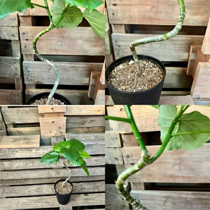 観葉植物現品販売