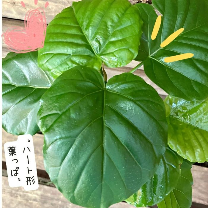 観葉植物現品販売