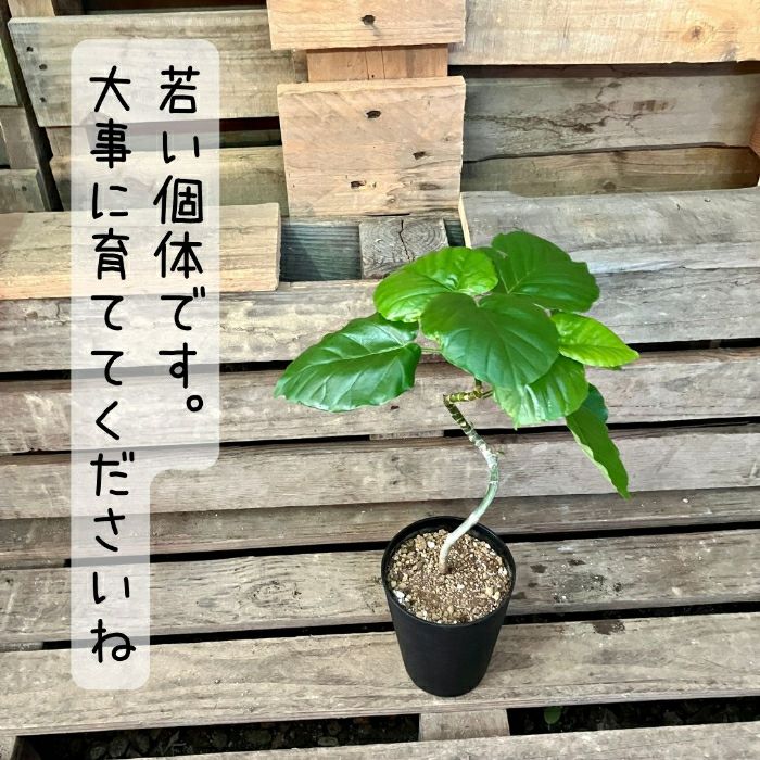 観葉植物現品販売