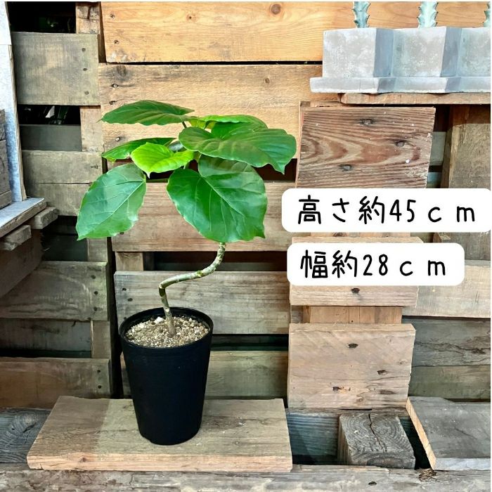 観葉植物現品販売