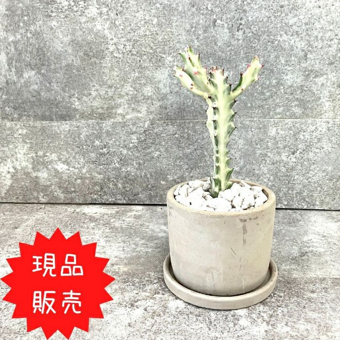 観葉植物現品販売