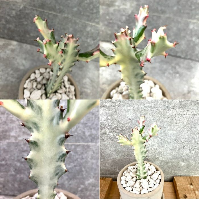 観葉植物現品販売