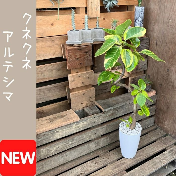 観葉植物現品販売