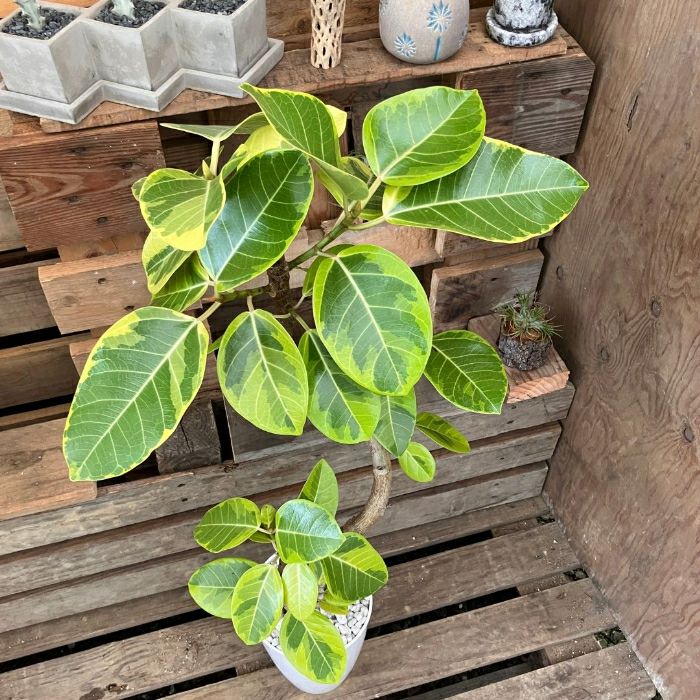 観葉植物現品販売