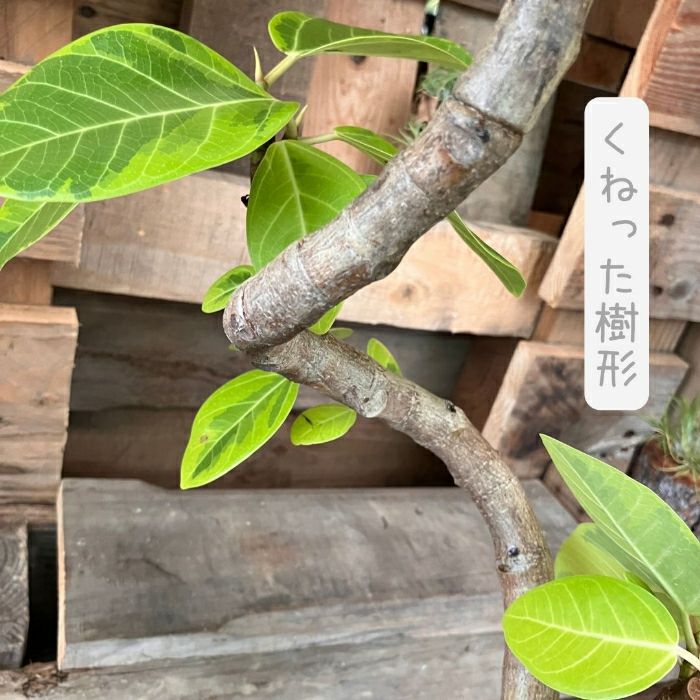 観葉植物現品販売