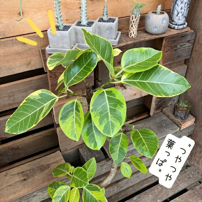 観葉植物現品販売