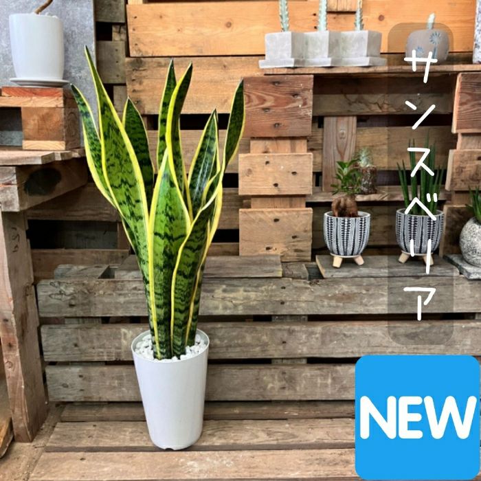 観葉植物現品販売