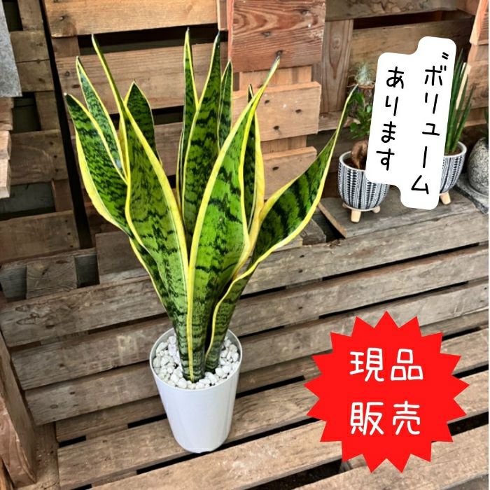 観葉植物現品販売