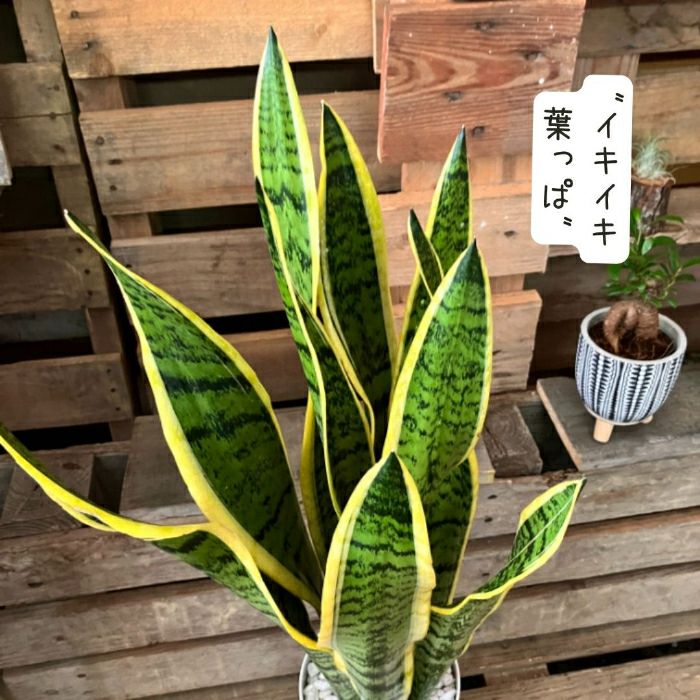 観葉植物現品販売