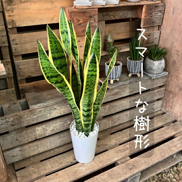 観葉植物現品販売