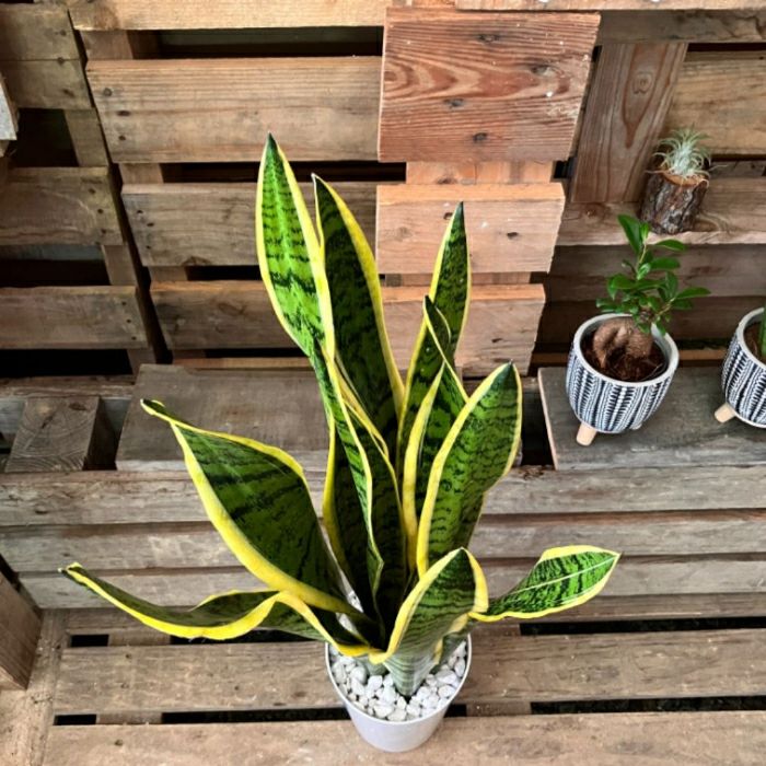 観葉植物現品販売