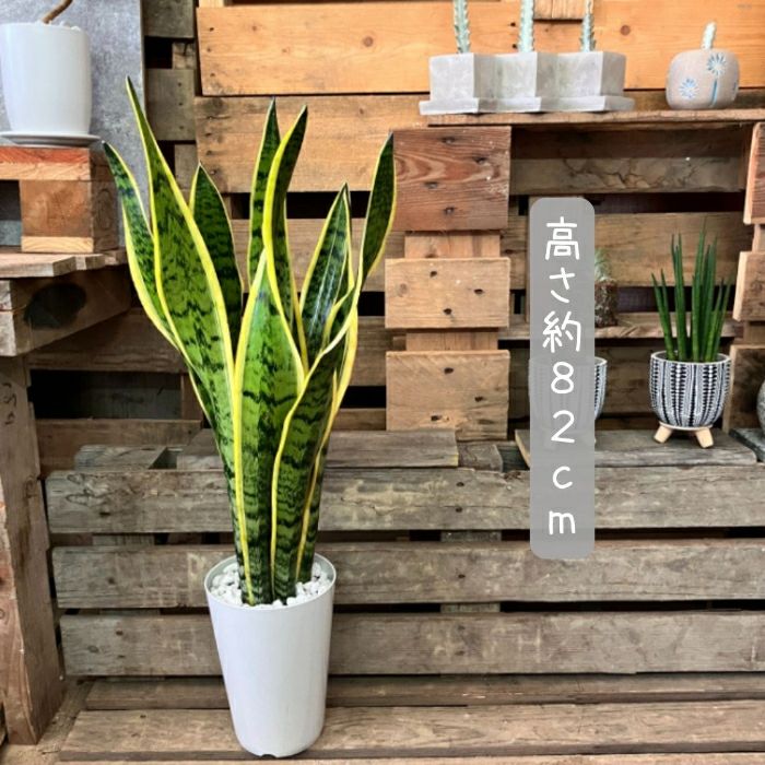 観葉植物現品販売