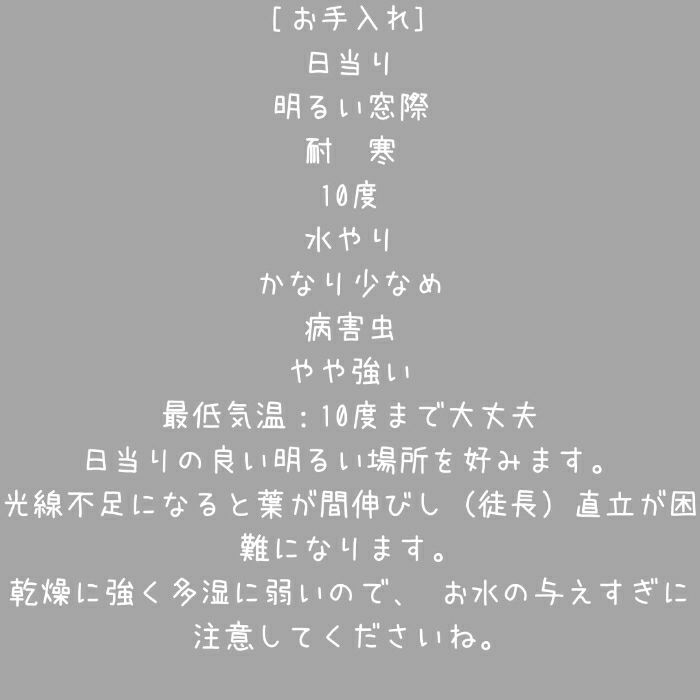 観葉植物現品販売