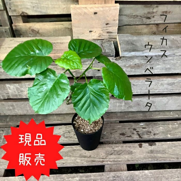 観葉植物現品販売
