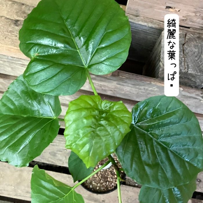 観葉植物現品販売