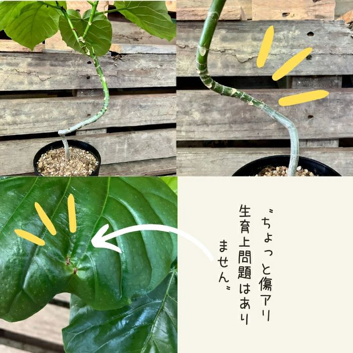 観葉植物現品販売